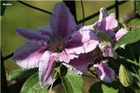 4c54829b-IMG_7057 klematis.jpg